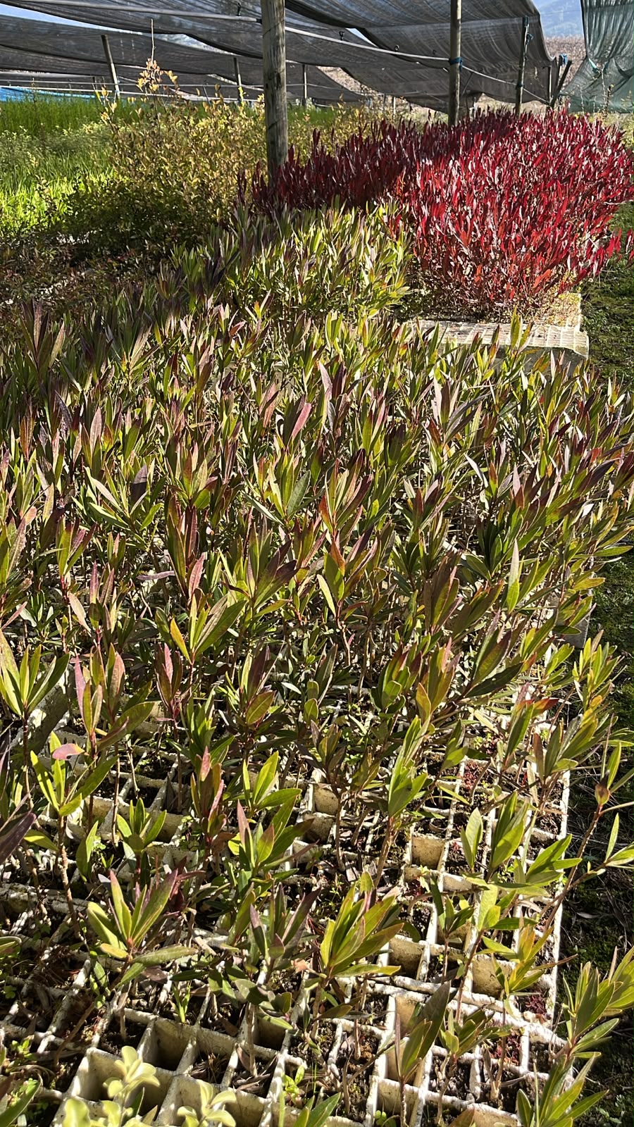 Laurel de flor
